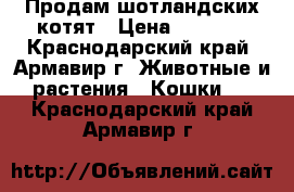 Продам шотландских котят › Цена ­ 3 000 - Краснодарский край, Армавир г. Животные и растения » Кошки   . Краснодарский край,Армавир г.